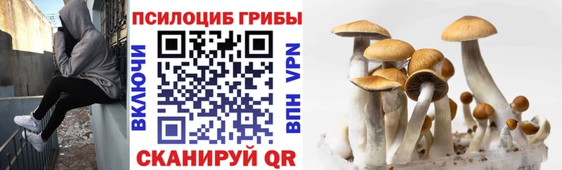 Купить где  Петушки  Галлюциногенные грибы прущие грибы 